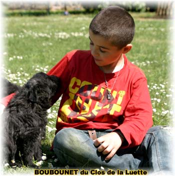 bouvier des flandres photo chiot - Elevage Clos Luette - COPYRIGHT DEPOSE